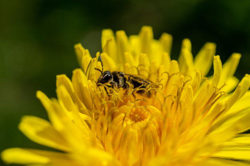Ratuj pszczoły — dlaczego są tak ważne dla środowiska?